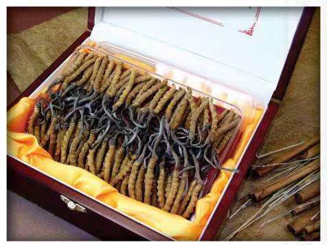 乡宁冬虫夏草回收